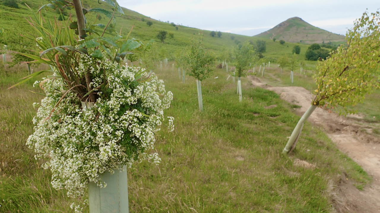 Hedge Bedstraw