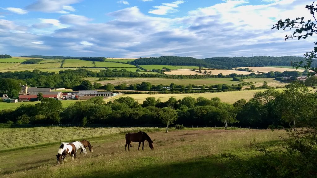 Pinchinthorpe Out and about