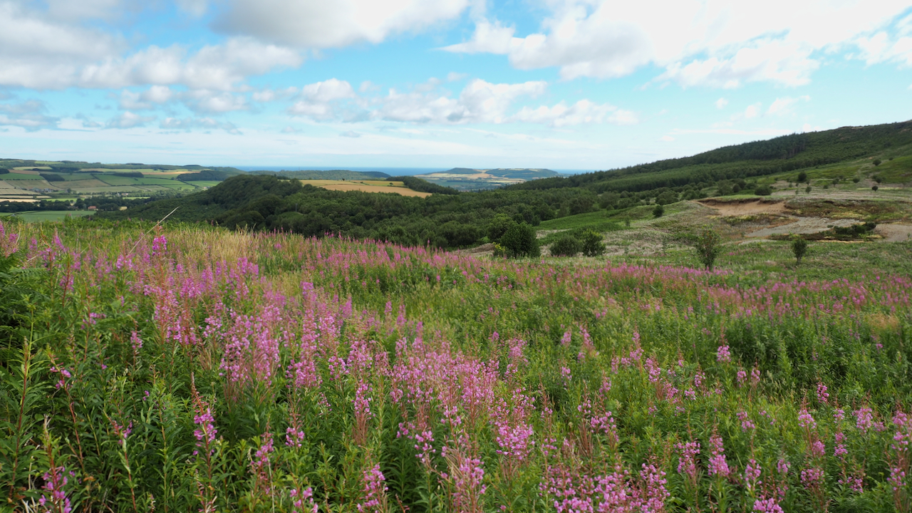 Fireweed