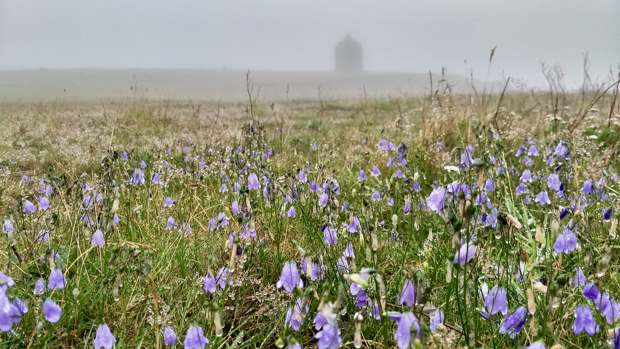 The Harebell