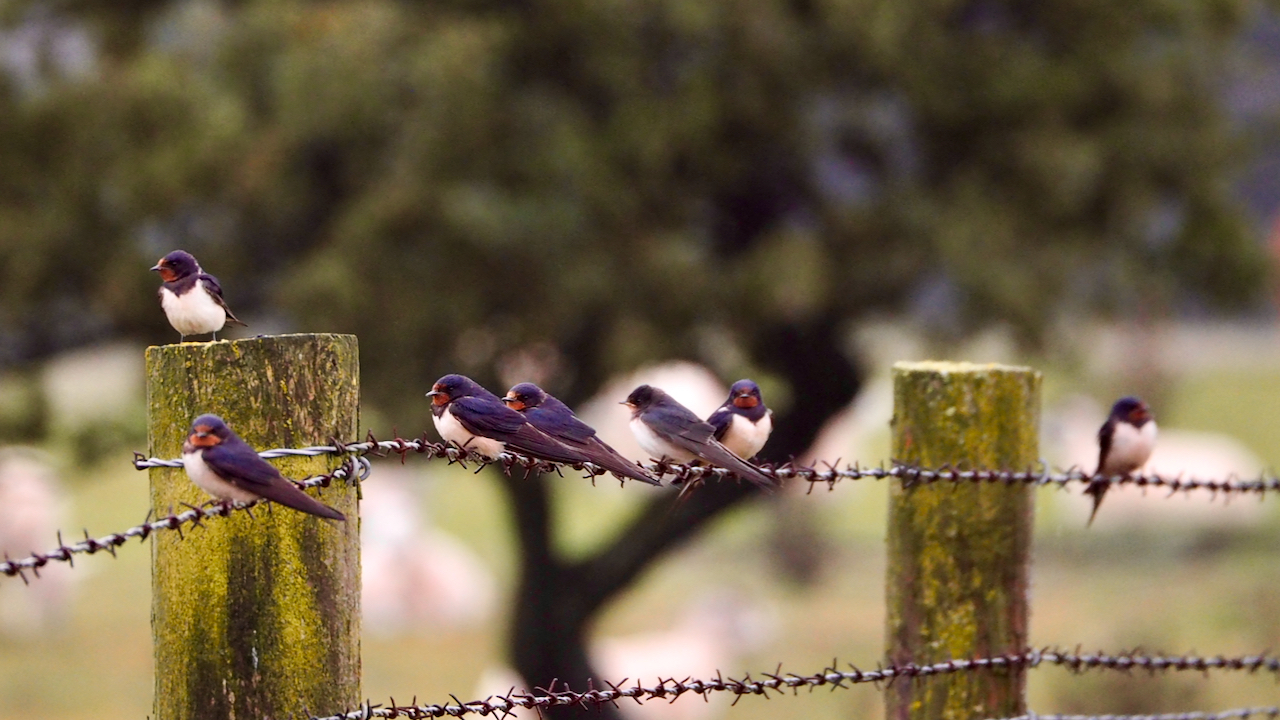 A Gulp of Swallows