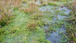 Quagmires, Sphagnum moss and WW1 wound dressings