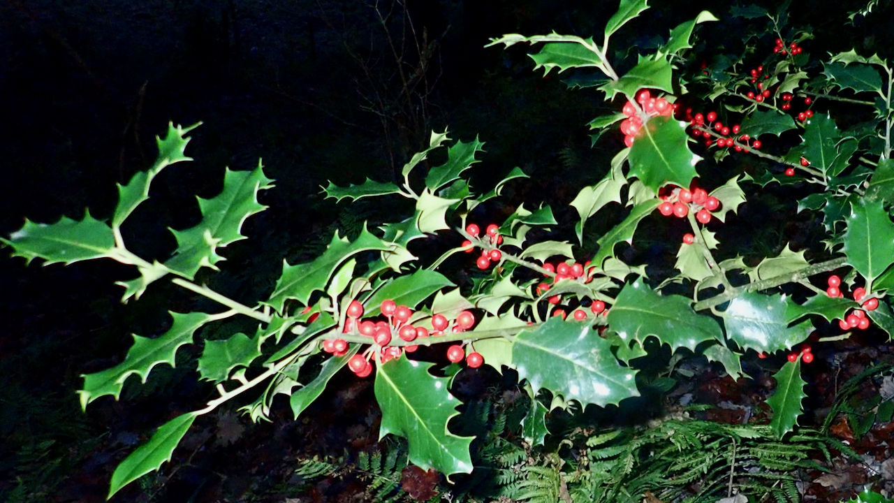 The holly and the …
