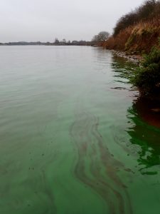 Scaling Dam: Blue-green algae bloom