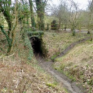 Cattle creep beneath the Middlesbrough & Guisborough Railway