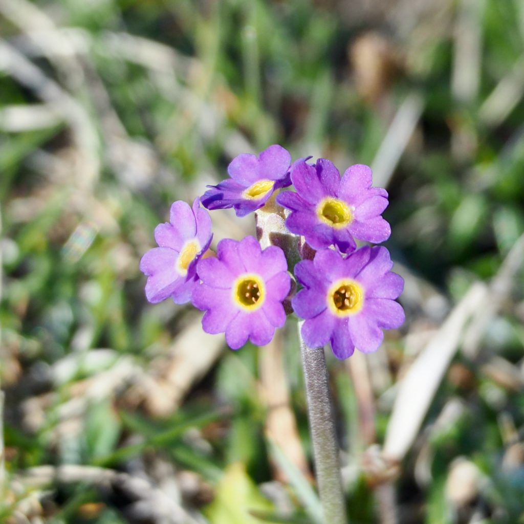 The Scottish Primrose