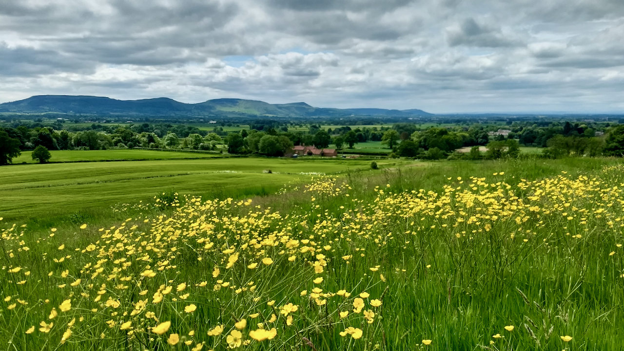 Meadow Buttercups