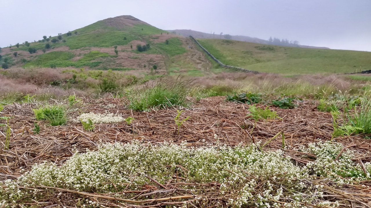 Heath bedstraw, Roseberry Common