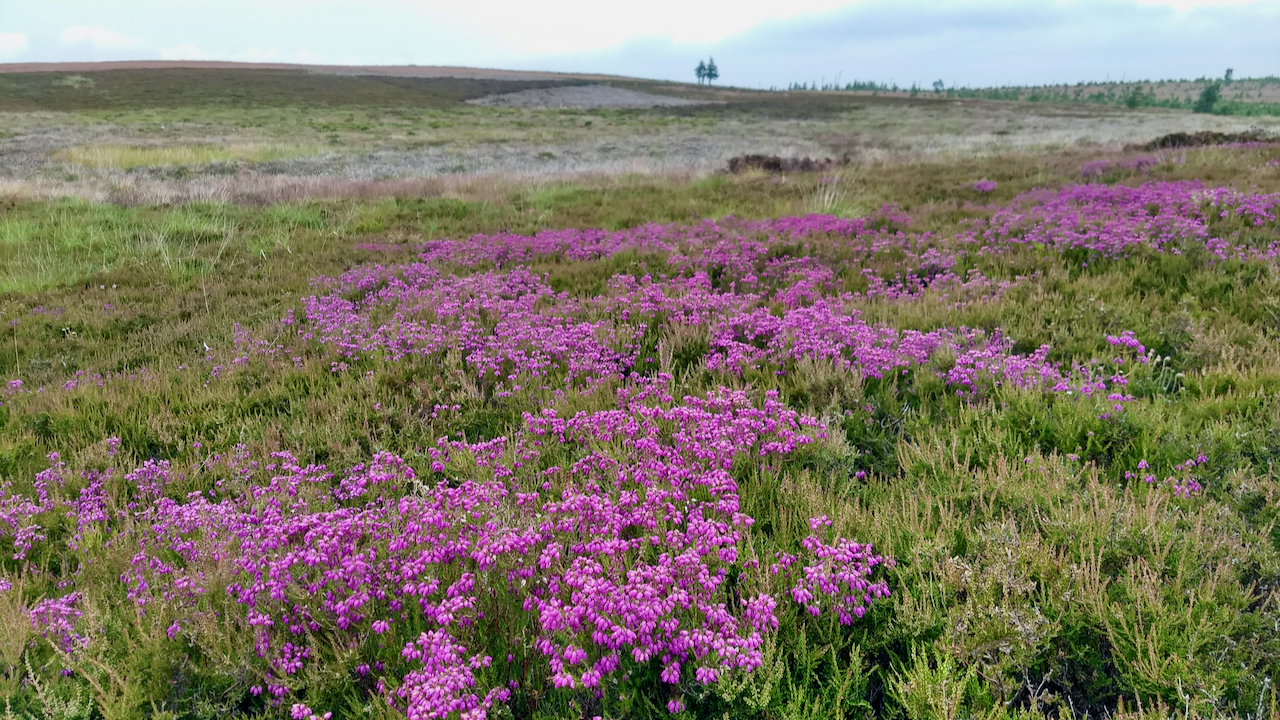 Bell heather – the most beautiful of the heathers