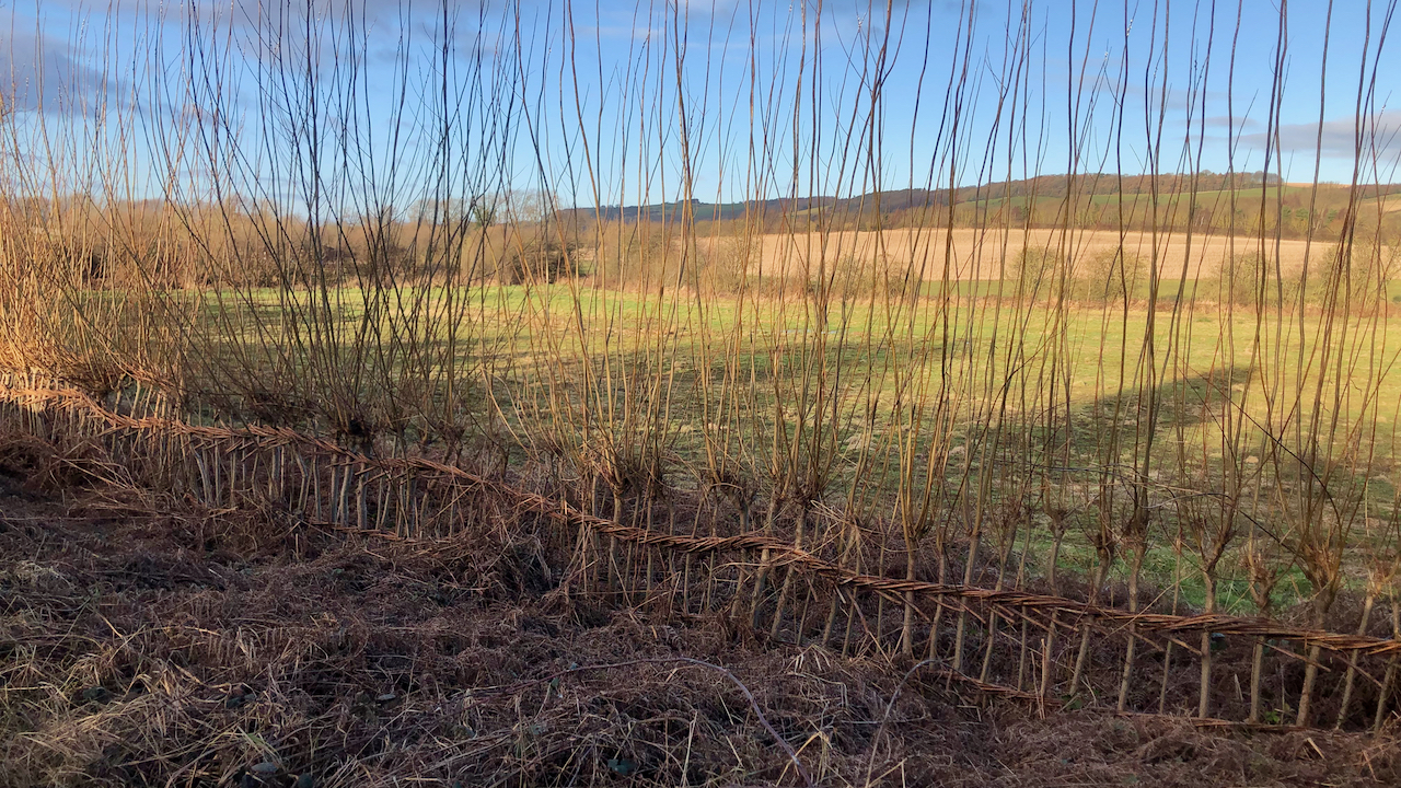 Willow hedging