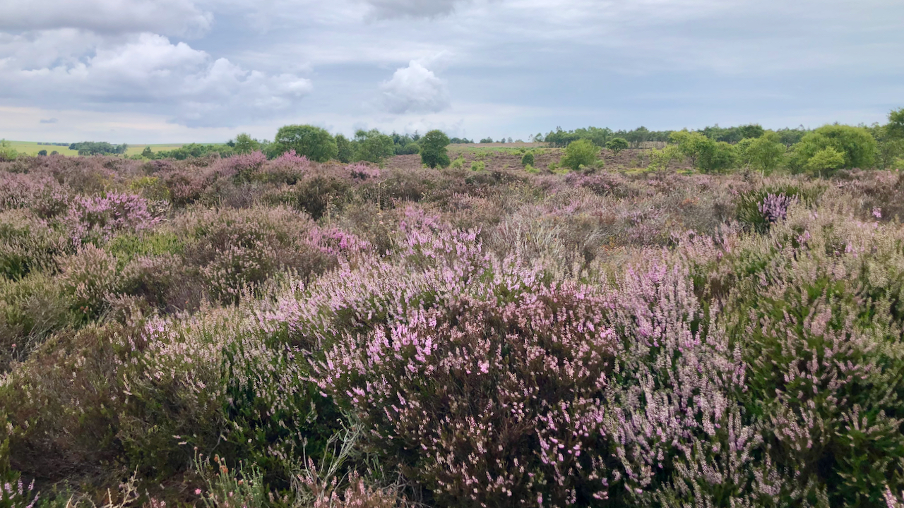 One of the few areas of natural moorland on the North York Moors