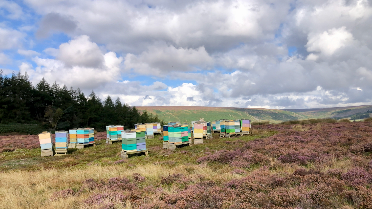 ‘THIS may be called a Bee country’