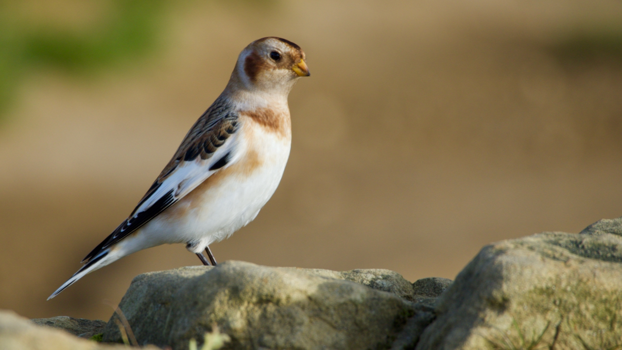 For a week so Roseberry summit has been home to a handful of Snowflakes or Snow buntings