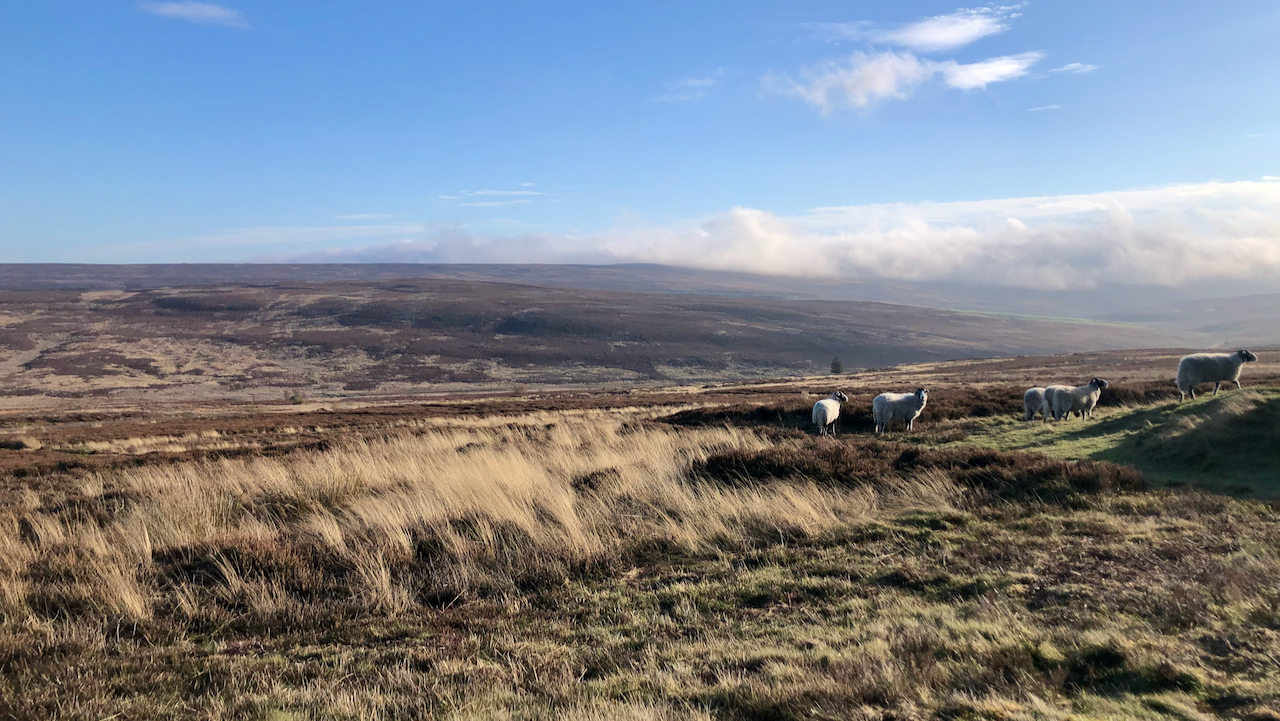 Basking in the morning sun but to the south-east a cloud bank hangs over Commondale Moor