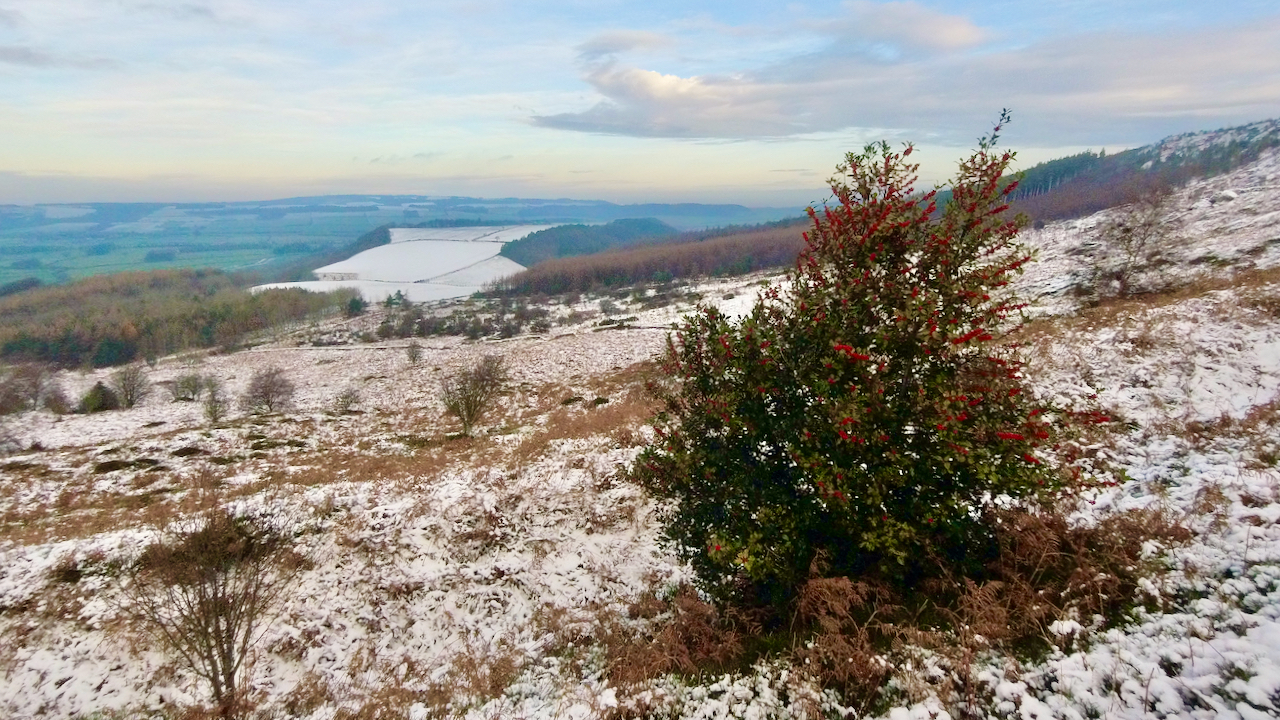 Snowy view to Bousdale from Ryston Bank with a holly bush in the foreground laden with berries.