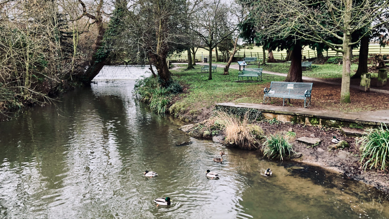 A gentle river with six or seven ducks lazily swimming about. on the far bank is a park with several benches and upstream a weir.