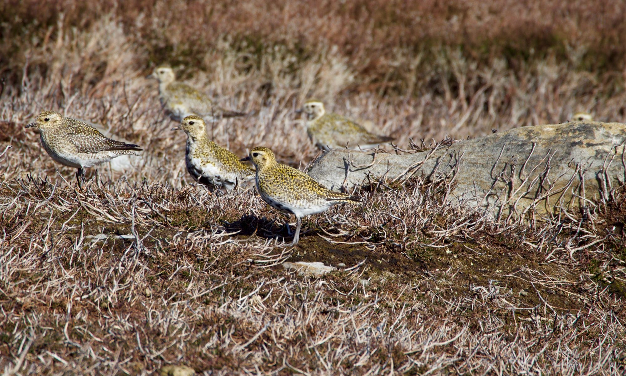 Five Golden plover standing in heather stubble all facing the same direction.