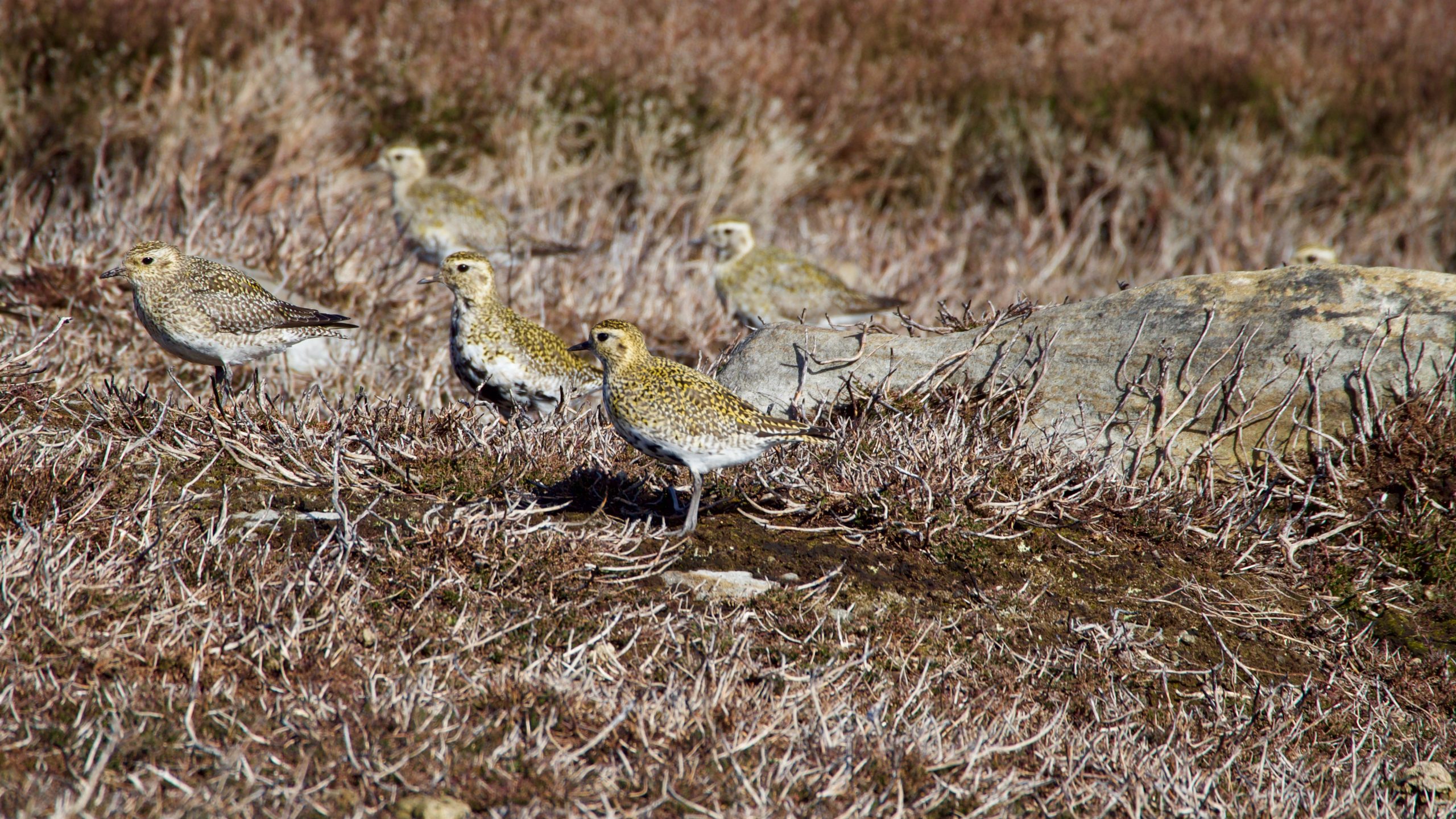 Five Golden plover standing in heather stubble all facing the same direction.
