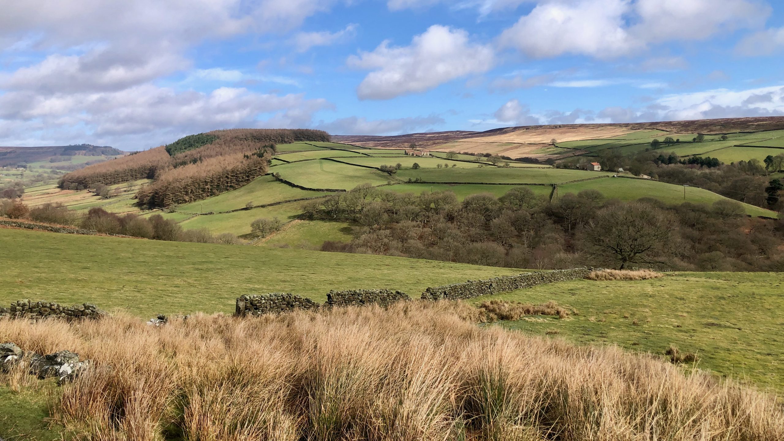 A view across lower Bransdale from Stork House to the twin farms of High and Low Lidmoor. Deciduous trees line the bottom of the dale whilst on the high ground to the left is a commercial coniferous plantation.