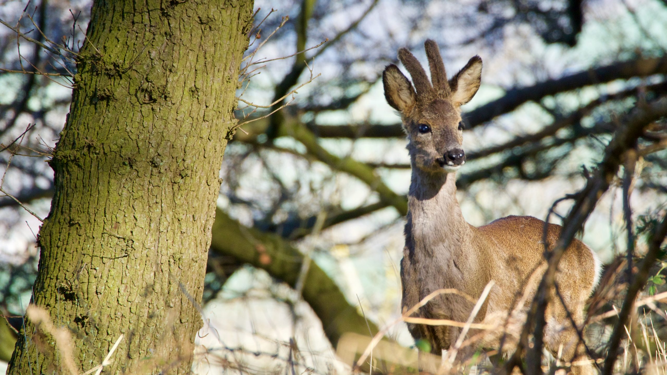 The graceful and capricious roe deer