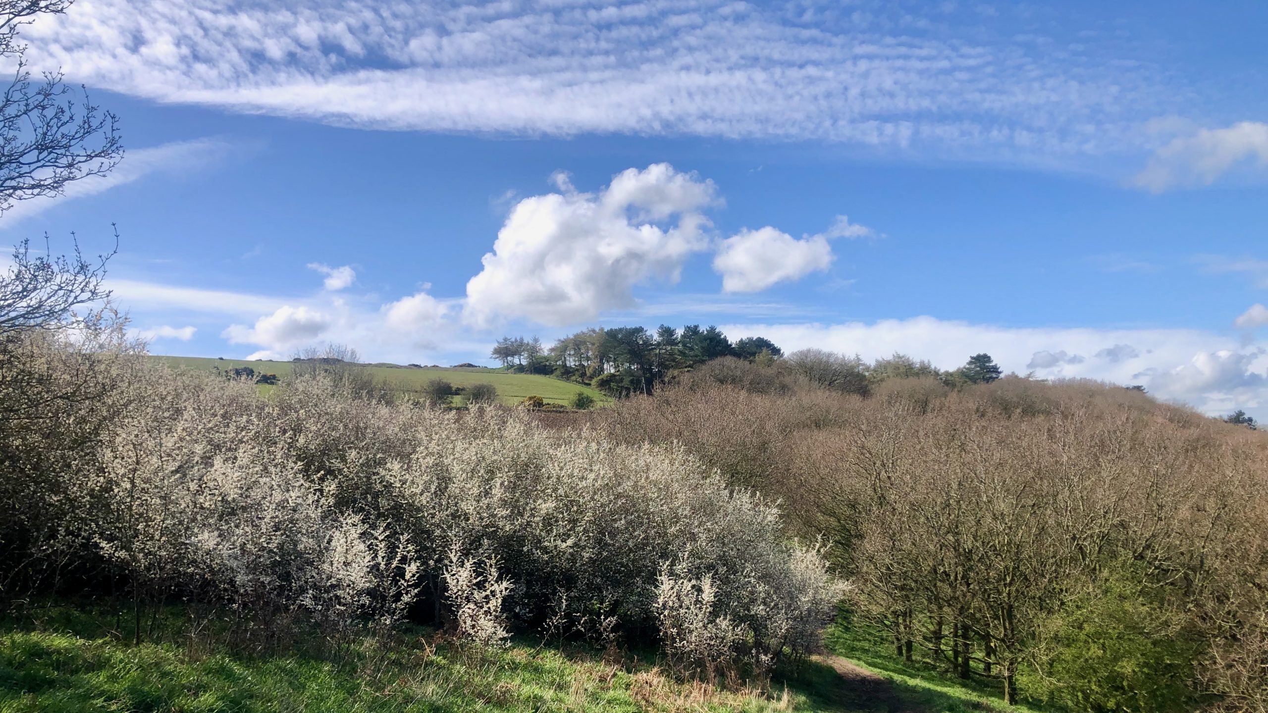 View of a hillside with a clump of blossoming blackthorn in the foreground and larch in the distance.