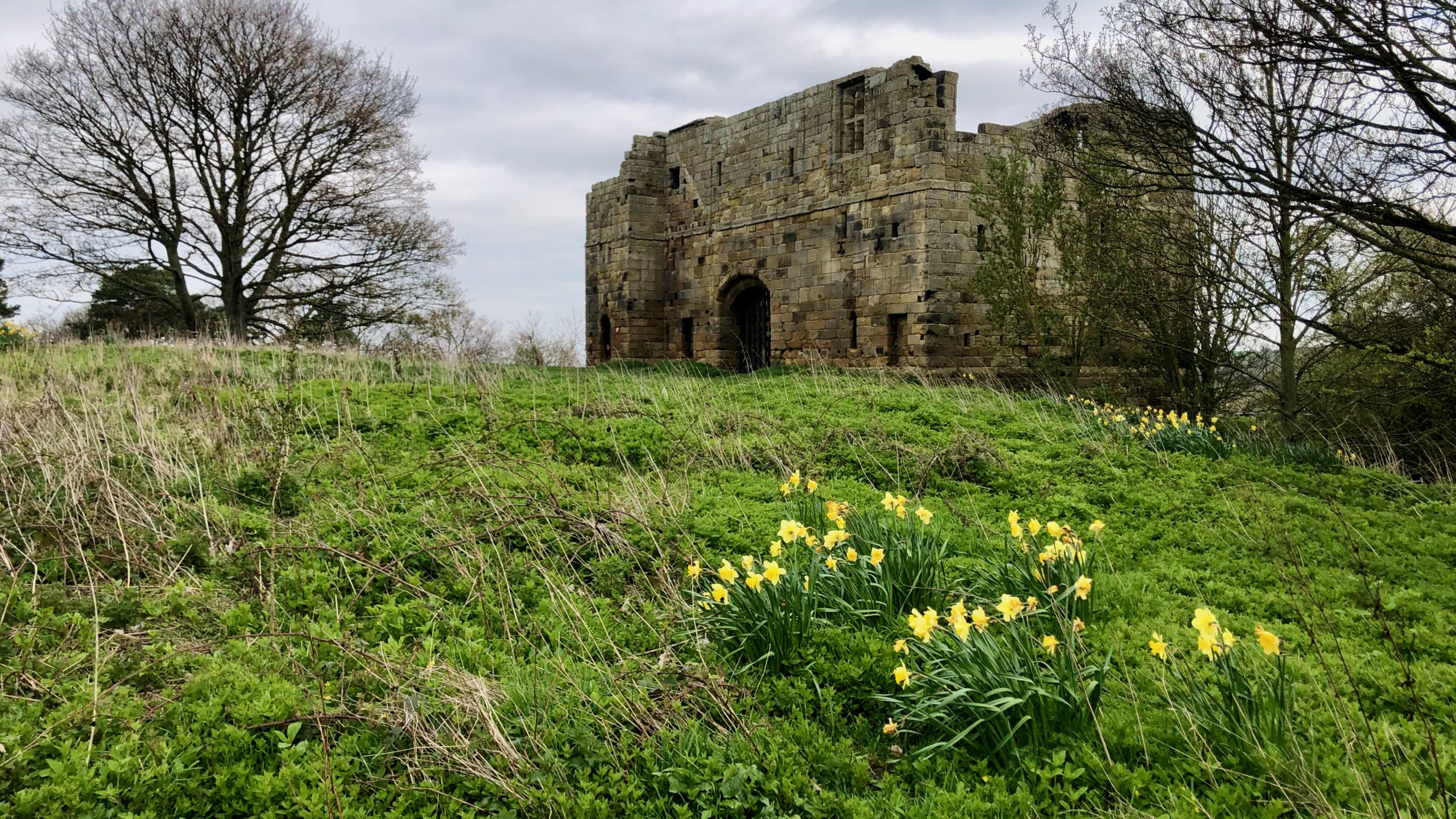 Rear view of the ruined gatehouse to Whorlton Castle. Daffodils provide a contrast in the foreground.