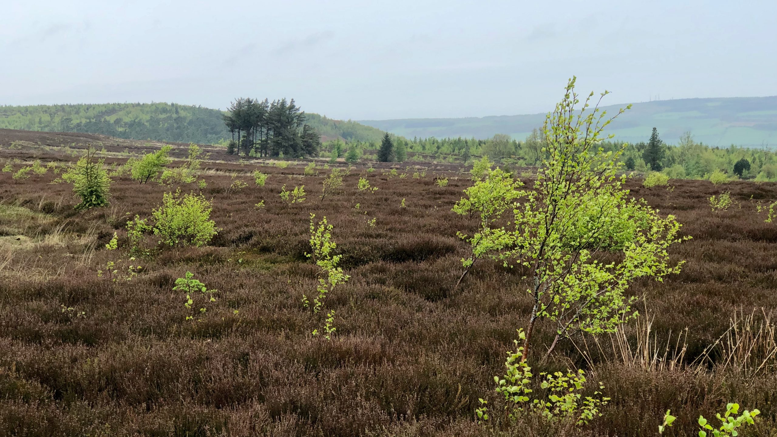 Birch — a pioneer species in the succession of moorland into woodland