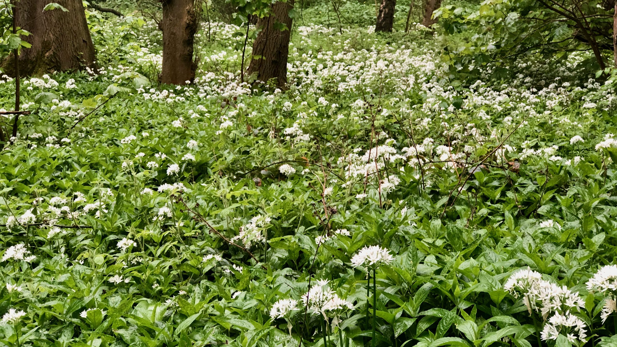 From Sores to Toothaches: remedies with Wild Garlic