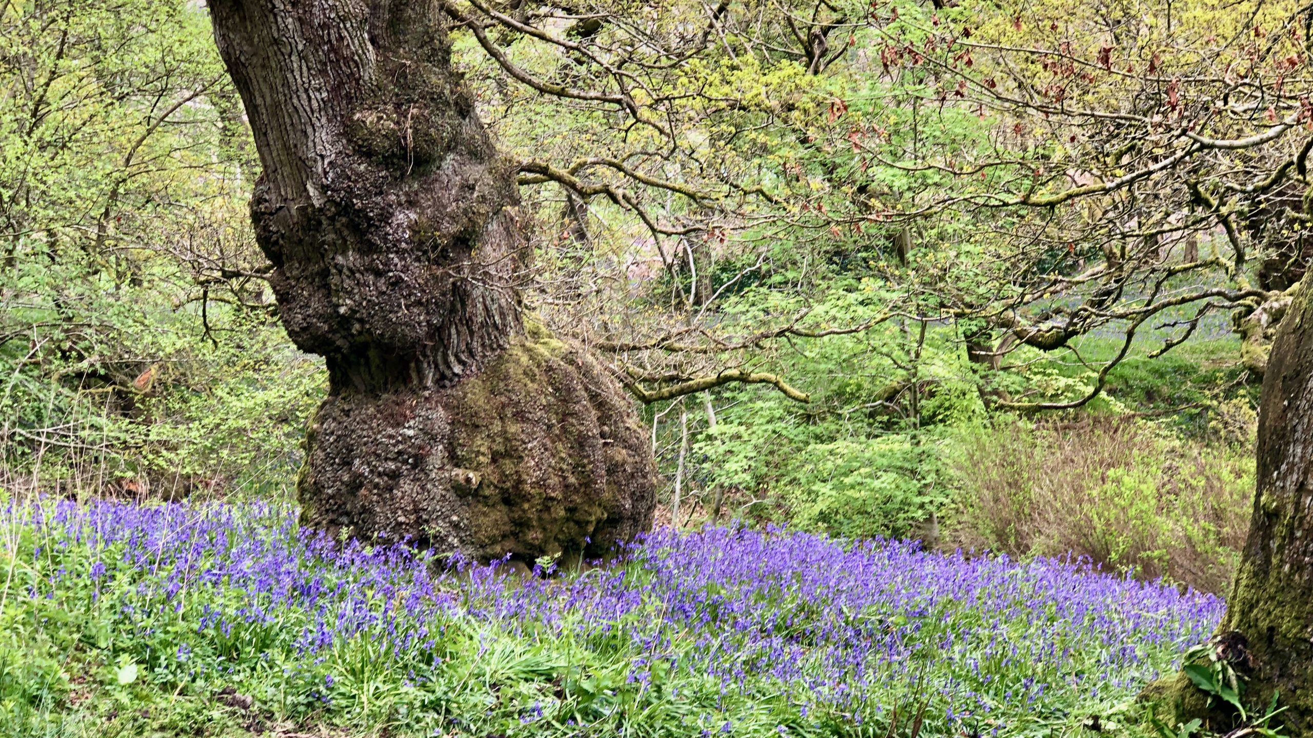 The base of a mature oak tree trunk showing signs of a large burr. On the woodland floor is a carpet of bluebells.