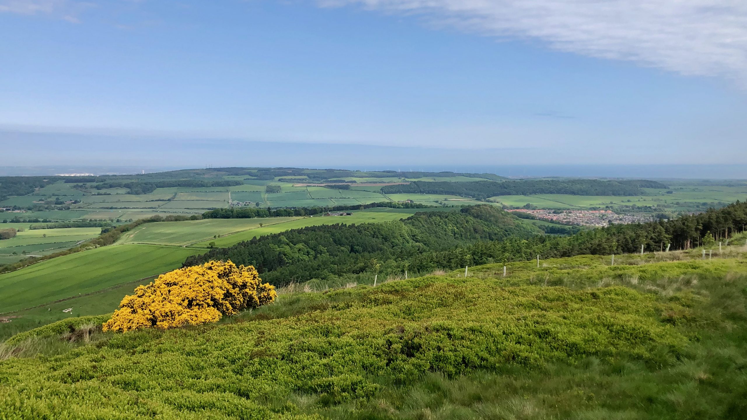 A pastoral view across a ridge with the town of Guisborough on the right and the North Sea in the distance. A gorse bush provides a yellow contrast in the foreground.