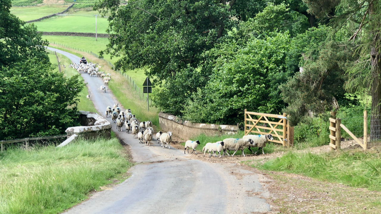 The Unstoppable Sheepâ€”Going Places Without a Sheepdog!