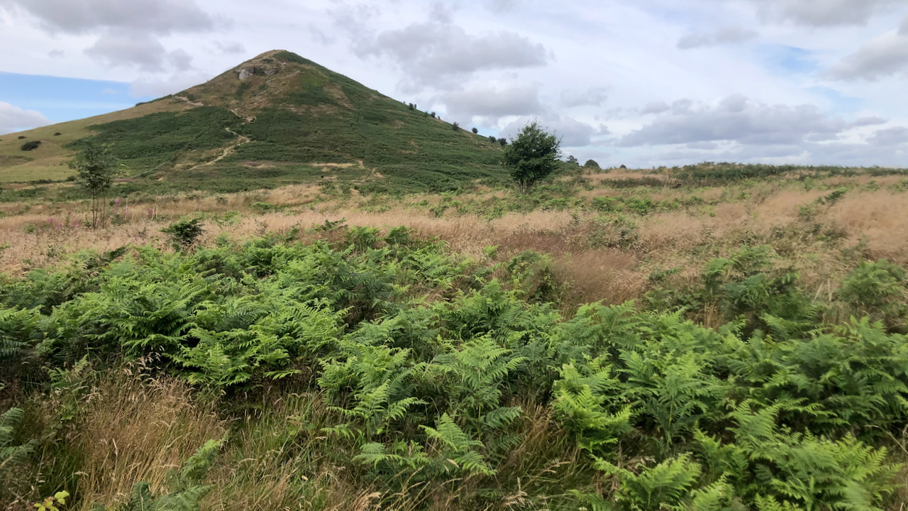 Trampling hooves and composting dreams — Dealing with Bracken