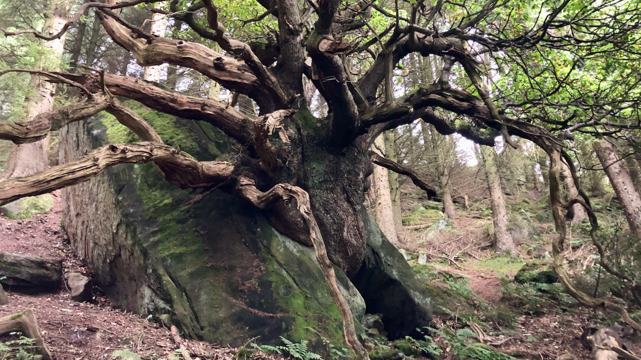 Checking on Medusa: A Slippery Slope to the Ancient Oak