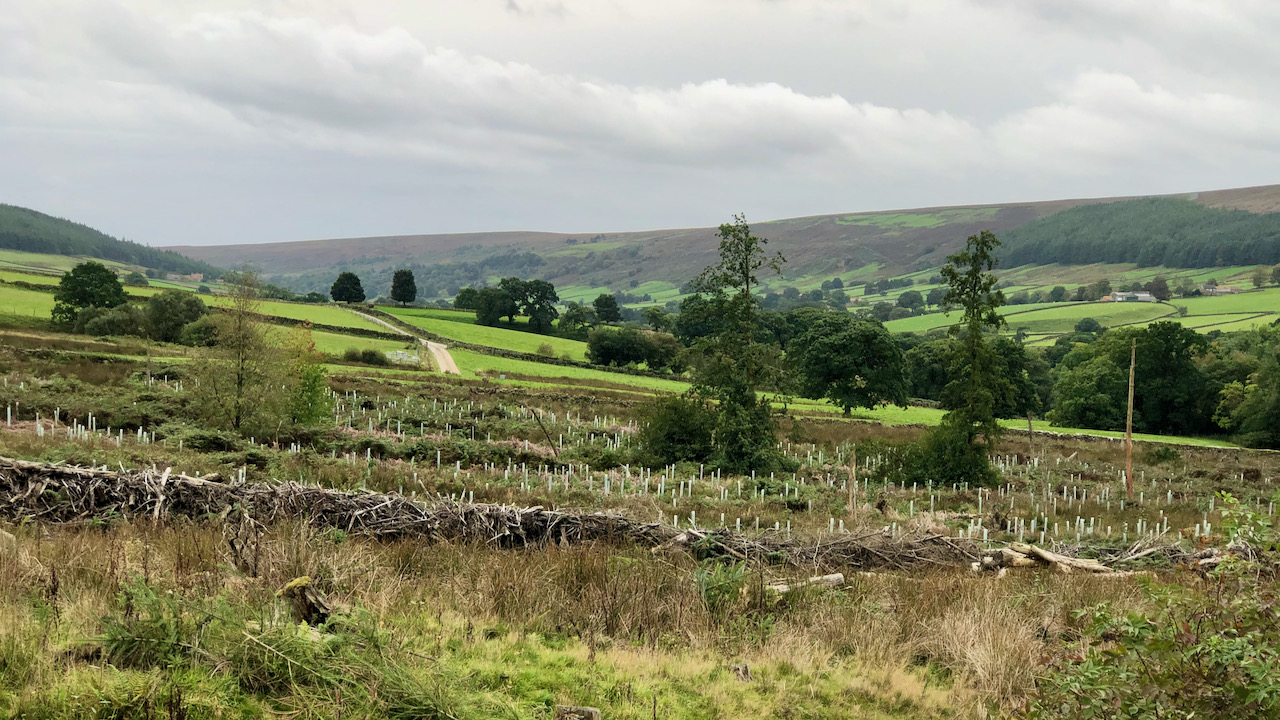 A Return to Bransdale: Battling the Tenacious Pine and Larch Saplings
