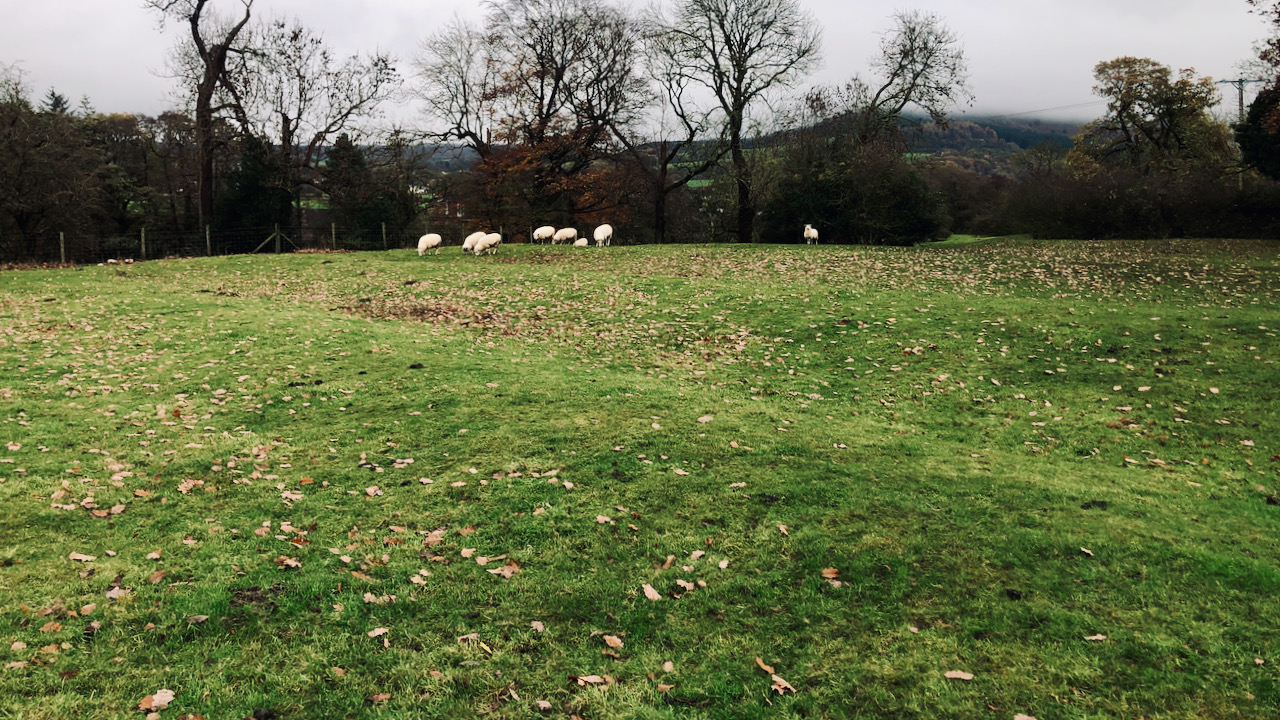 Furlongs and Furrows: A Stroll Across a Medieval Agricultural Landscape