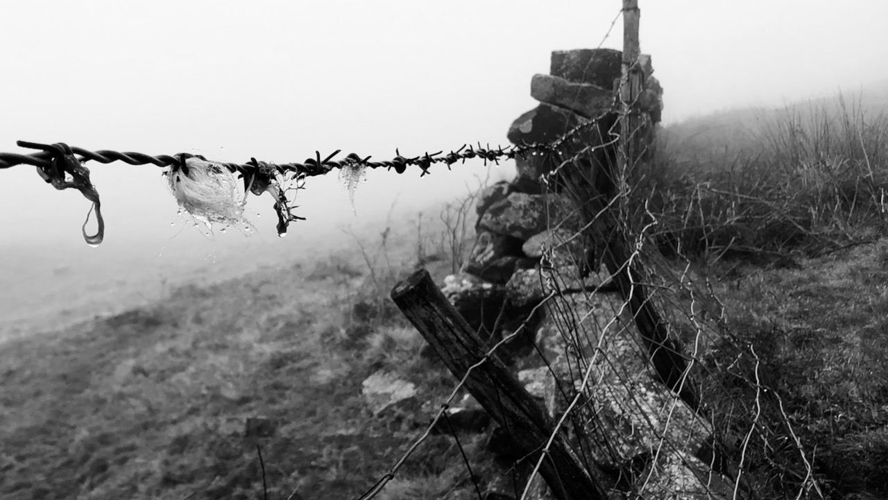 Barbed Wire’s Impact on Land, Livestock, and Liberty
