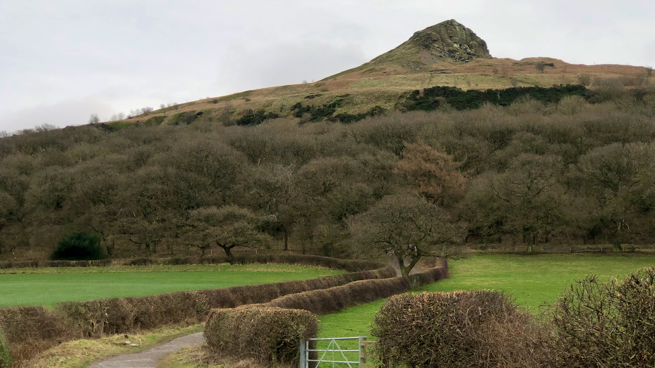 Post-Brexit Changes in Hedgerow Protection