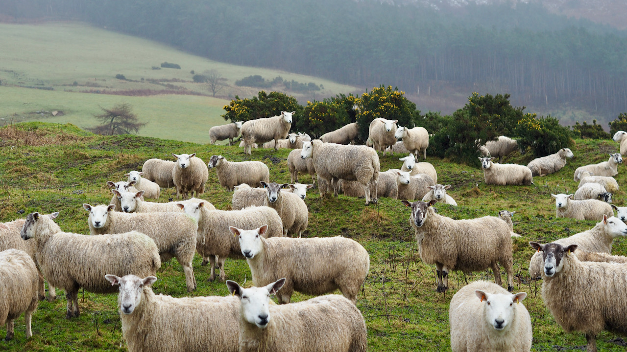 Silent Symphony of Sheep