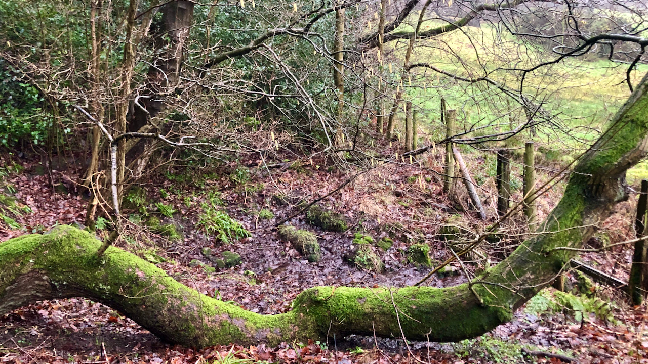 Deep in Newton Wood—in search of Cold Well