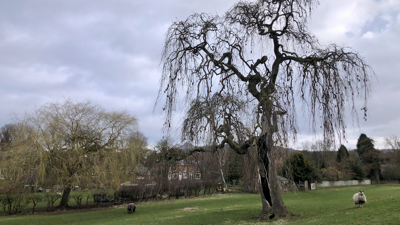 The uncertain future of Ayton’s Weeping Ash