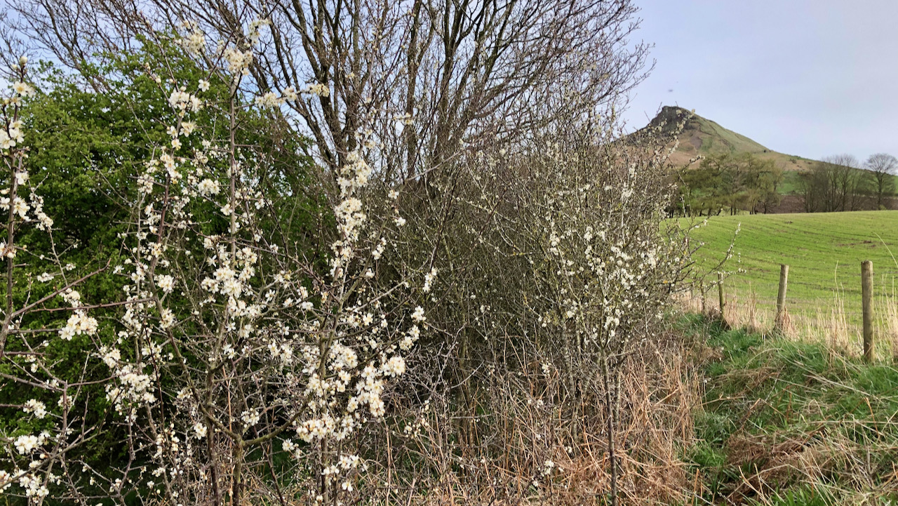 Blackthorn’s Starry Flowers Precede the Bluebell Spectacle