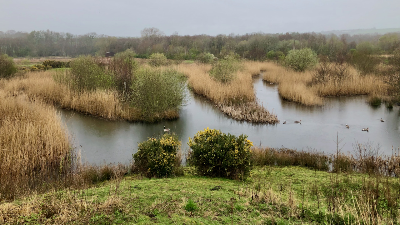 A Duck’s Day Out — Low Barns Nature Reserve