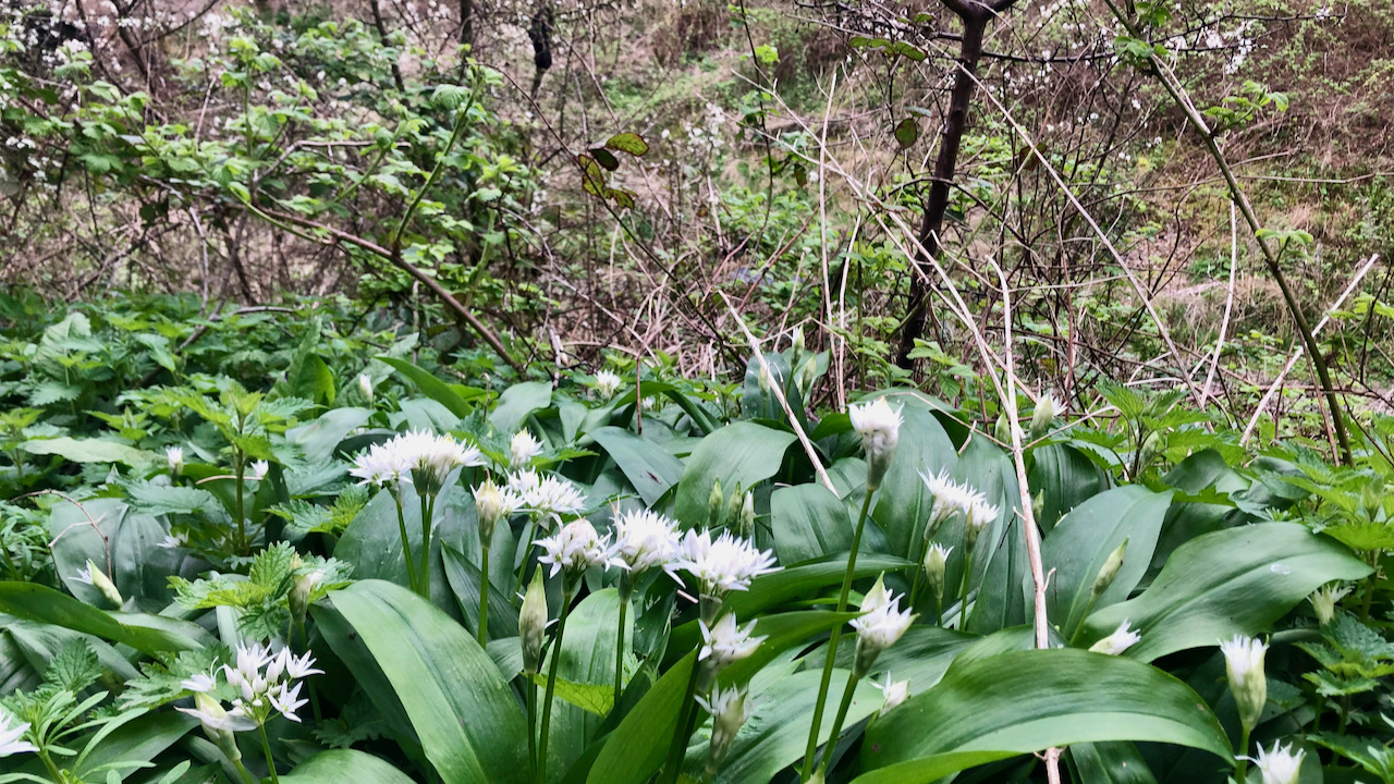 Stinking Nanny’s Surprise: The Pungent Power of Ramsons