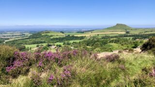 A Swathe of Purple: Bell Heather in Full Bloom