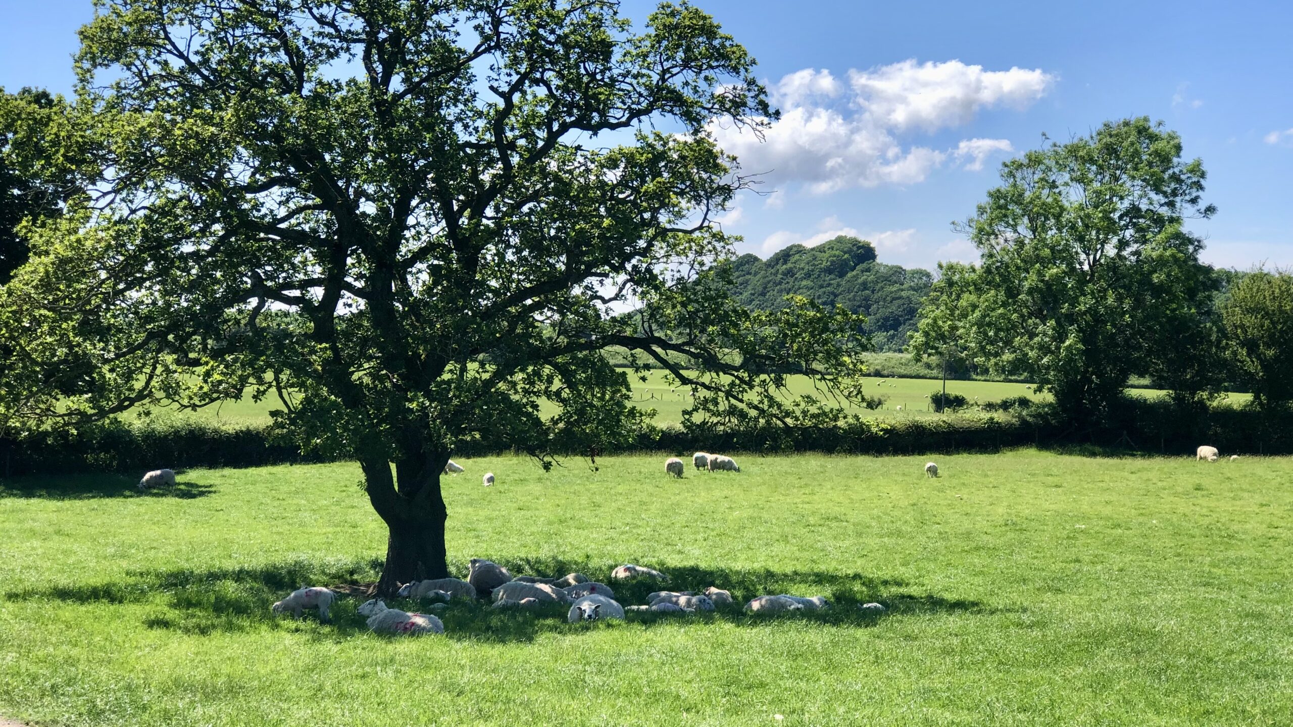 Woolgathering under the big oak