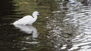 Little Egret