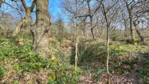A view of Cliff Rogg Wood, showing a deep reentrant with deciduous trees in their winter dormancy, and vibrant green ivy covering the ground. Sunlight illuminates the scene.