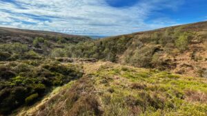 A wide, eye-level shot captures a sweeping vista of Tripsdale. The foreground is dominated by undulating terrain covered in a mix of low-lying vegetation, predominantly heather and Bracken in shades of brown and patches of vibrant green bilberry. A small, narrow gully winds its way through this vegetation, leading the eye into the steep dale. The slopes of these surrounding moors are predominately brown heather, transitioning to the sides of the dale with scattered, young deciduous trees showing fresh spring foliage in light greens. The trees are denser within the valley floor. In the distance, beyond the valley, more rolling hills fade into a hazy blue under a partly cloudy sky. The sky is a mix of bright blue patches and elongated streaks of white clouds, suggesting a breezy day. The overall lighting is soft and natural, highlighting the textures of the landscape.