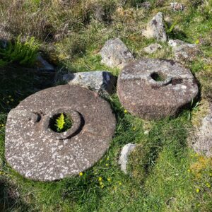 A close-up outdoor shot shows two large, circular millstones resting on grassy ground dotted with small yellow wildflowers. The millstone on the left lies mostly flat, revealing a central hole through which a bright green fern is growing. Its surface is weathered and covered with patches of lichen. The millstone on the right stands more upright, also showing a central hole and a similarly weathered surface. Several smaller rocks and patches of moss are scattered around the millstones, and the surrounding grass is a mix of green and dry brown blades, suggesting a natural setting. The lighting indicates it is daytime with sunlight illuminating the scene.