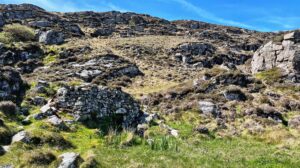 A wide outdoor shot under a clear, bright blue sky shows a slightly uneven, grassy terrain scattered with light-coloured rocks. In the mid-left, nestled amongst taller green plants resembling irises, is a small, low structure built from the same light-colored rocks, appearing somewhat like a collapsed or partially buried shelter. The surrounding vegetation varies from lush green in the lower areas and around the rocky structure to drier, yellowish grasses on the higher ground to the right. The terrain gradually slopes upwards towards the horizon, where more rocky outcrops and patches of grass meet the clear sky.